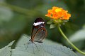 Greta oto Glasvlinder vlinder vlinders butterfly butterflies papillon papillons